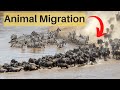 Animal Migration and Behavior
