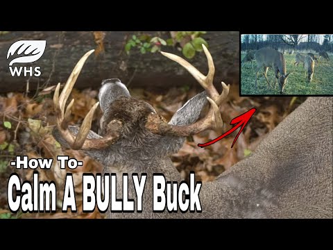 How To Fight Off Bully Bucks With Food Plots