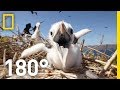 Frigate Birds: Ecology and Behavior