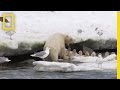 Polar Bear Incident Response