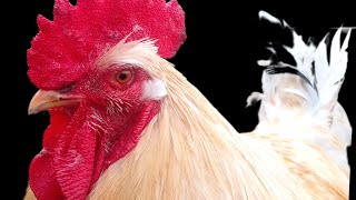 GALLOS CANTANDO Y CONVIVIENDO #feedshorts #gallos #granja #pollos