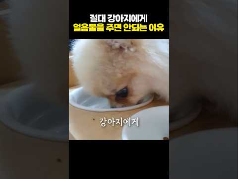 절대 강아지에게 얼음물을 주면 안되는 이유