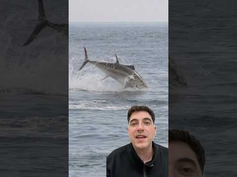 Si ves saltar a estos peces huye ⚠️ #peces #pesca #animales #oceano #naturaleza #playa