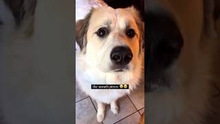Dogs First Time Trying a Mango 😂
