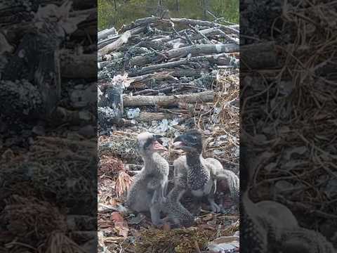 Elder brother is angry after the little brother starts attacking him #ospreynest #siblingsfight