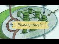 Photosynthesis Concepts and Processes