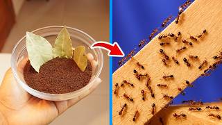 Get Rid of Ants Naturally in Just One Day!
