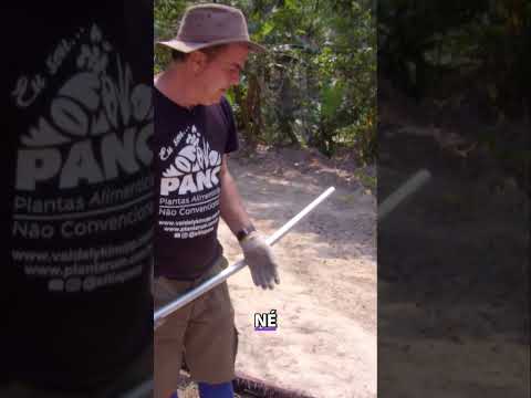 O que você precisa saber sobre  perigos do astrocaryum aculeatum  #agricultura #plantas #sitiopanc