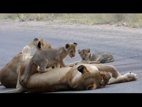 Adorable Lion Cubs Can't Sit Still For A Moment