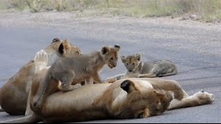 Adorable Lion Cubs Can't Sit Still For A Moment