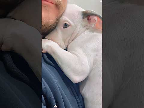 Dog reaction to seeing the vet #funny #funnydog #funnyvideo #pets #funniestvideo