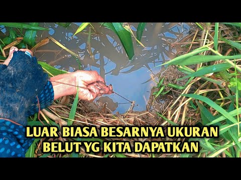 STREKE TERBAIK BELUT MONSTER RAWA | KOMPILASI MANCING BELUT