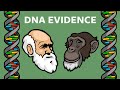 Exploring Endogenous Retroviruses and Our Common Ancestry with Chimps