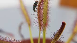 Insect escapes Sundew Plant - Drosera Capensis Carnivorous Plant