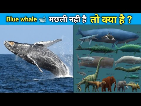 Blue whale 🐋 मछली नही है तो क्या है ? weird things about blue Whale #shorts