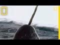 Narwhals: The Unicorns of the Sea