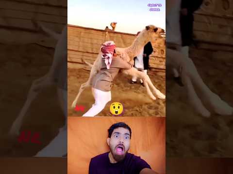 funny animals videos 😱 funny shorts 670 😂 comedy video 🤣#shorts #funnyanimal #animals #pets #funny