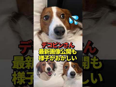 🐶大谷翔平がInstagramにデコピンの写真を投稿！寂しそうな表情に見えると話題に！