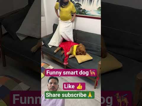 Honey, I'm so cold. Thank you for letting me sleep on the sofa. #Pets #Pets