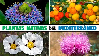 10 Bellas Florales Nativas de la Cuenca Mediterránea