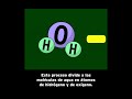 Exploring Spanish Photosynthesis Concepts