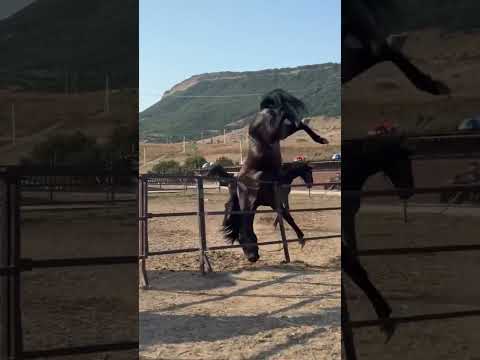 Power and grace in one leap