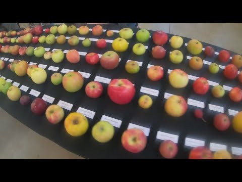YouTube video thumbnail: Great Maine Apple Day Highlights Hundreds of Varieties Grown in Maine