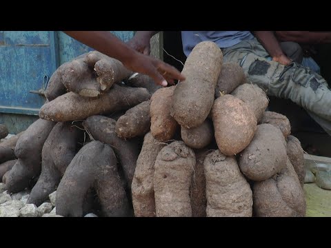 L'igname ''kponan'' : entre pénurie et spéculation dans les marchés