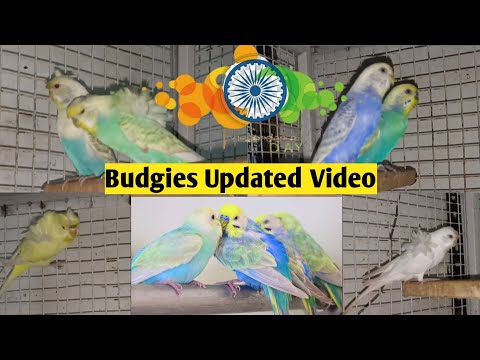 Budgies New Updated Video and Happy Independence Day to All Viewers