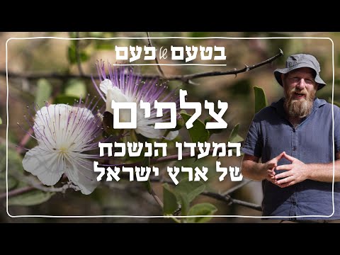 איך ללקט ולהכין צלפים? | בטעם של פעם
