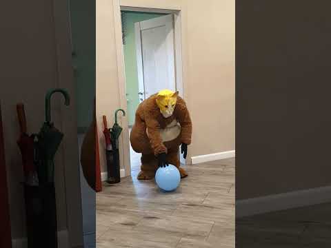 Funny pets and balloons