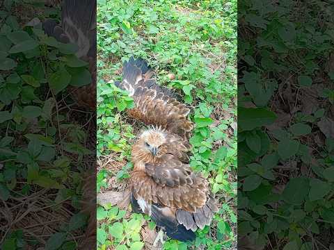 പരുന്ത് കുഞ്ഞിനെ കളഞ്ഞുകിട്ടിയപ്പോൾ ❤❤❤🦅🦅🦅🦅#pets #petsiconmanu #shorts