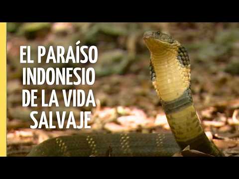 Paraíso Natural Único en Indonesia | Episodio Completo