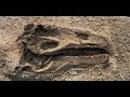 Fossils and Ancient Environments