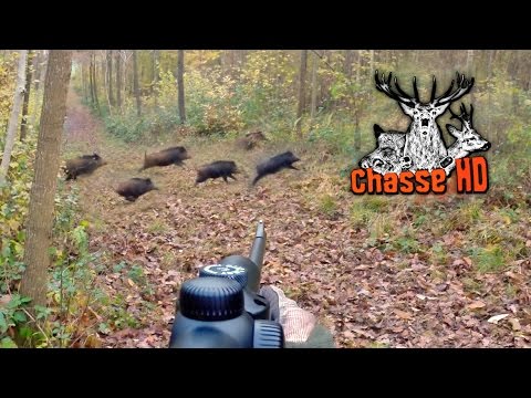 Ma Plus Belle Battue de Sangliers - Chasse HD