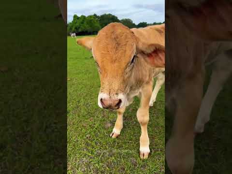 Funny cow😂😂😂#cow#funny#fyp