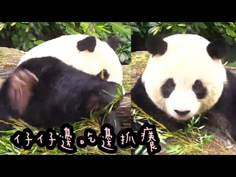 圓仔優雅吃竹葉，邊吃邊抓癢好靈活|熊貓貓熊The Giant Panda Yuan Yuan and Yuan Bao|台北市立動物園