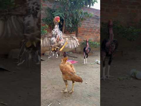 aseel murga all  high quality breeds #viral #aseel #aseelmurga #hjvlogsjammu #youtubeshorts #shorts