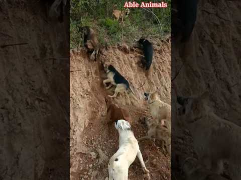 Struggle of Dogs Trying to Reach New Heights #dogshorts #trending