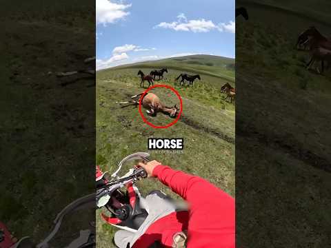 Biker Found Horse 😱Credit @iles_hasanov