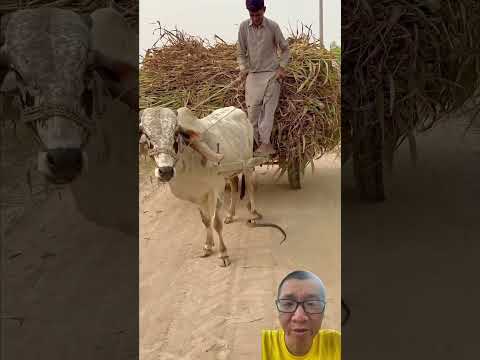 dân ấn độ thấy rắn như không có chuyện gì xảy ra #animals #farming