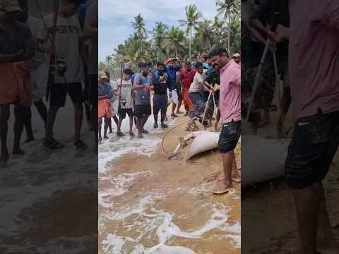 ഭീമൻ തിരണ്ടി പിടുത്തും...ഫുൾ വീഡിയോ ലിങ്ക് കമൻറ് ബോക്സ്സിൽ.. #shorts #fishing #viral