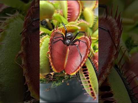 How the Venus flytrap hunts 😨