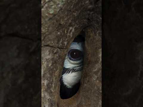 PORQUE OS CALAUS FICAM PRESOS EM ÁRVORES? #calau #animal #curiosidades #viral #shorts