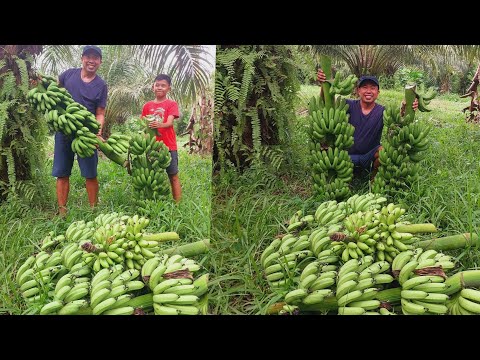 Harvesting Lakatan, No Fertilizer, No insecticide and No Fungicide