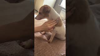 The dog loves to be petted #doglife #puppy #jackrussellterrier
