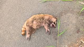 道路で車に轢かれたアライグマ拾って食べる