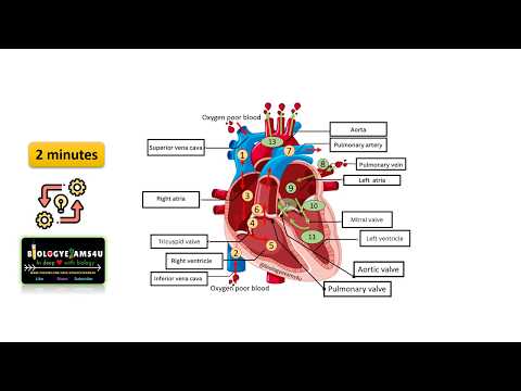 Learn Heart Blood Circulation in 2 minutes