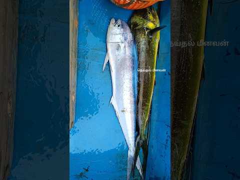 ஆழ்கடலில் தூண்டில் மூலம் பர்லா மீன் பிடித்தல் #seafishing #seafood #fishermen #india #fisherman #sea