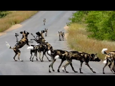 Large Pack Of Wild Dogs In Kruger National Park | African Safari